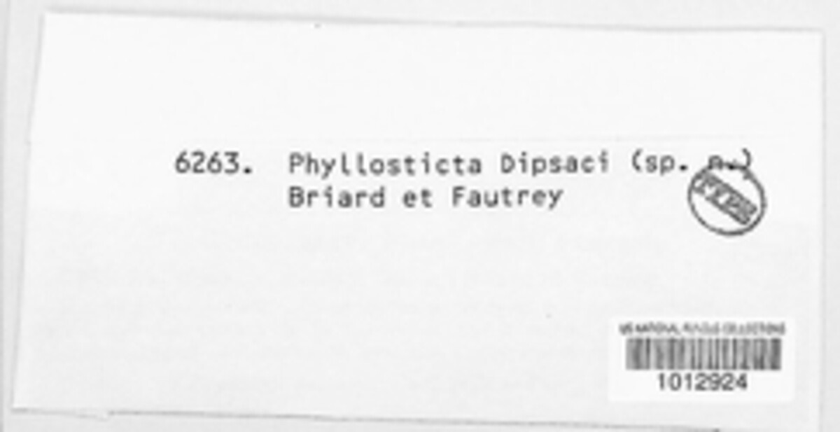 Coniothyrium dipsacinum image